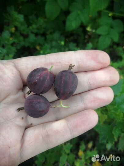 Саженец бесшипого крыжовника зкс