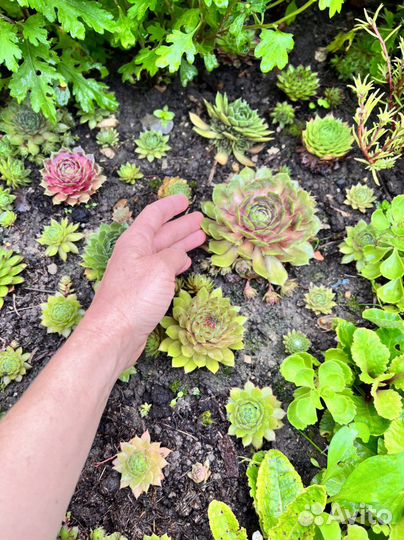 Молодило набор