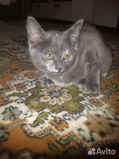 Отдам бесплатно котенка