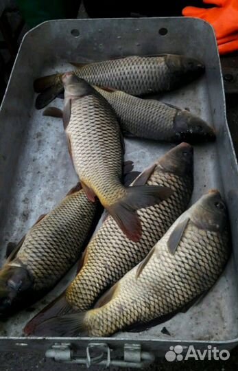 Платная рыбалка. Пруды Черноерковские