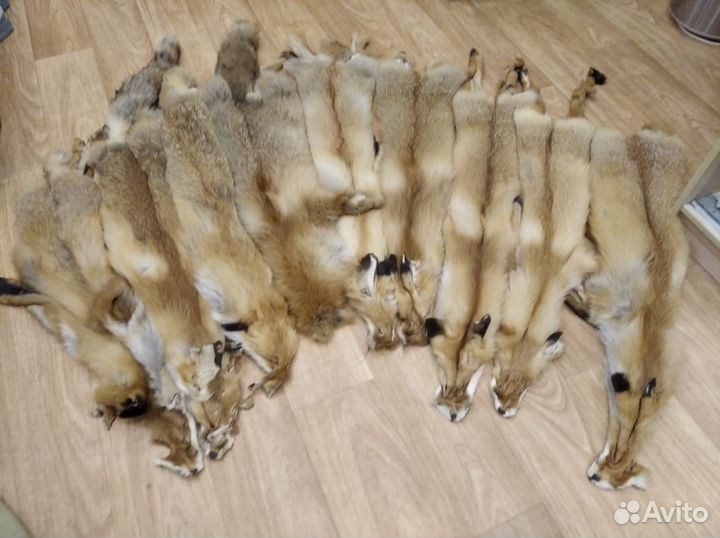 Шкуры лисы