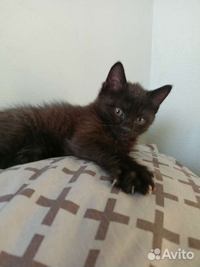 Кошка в дар бесплатно