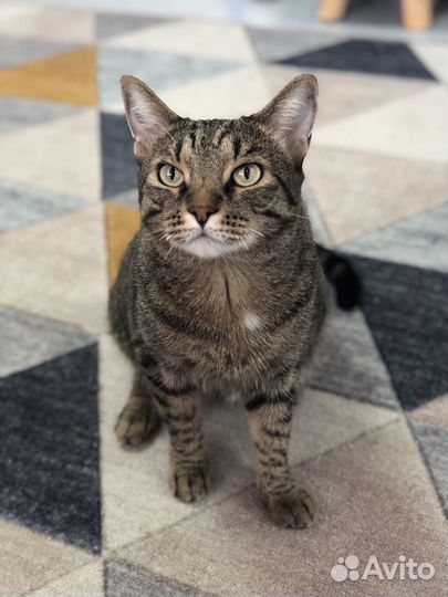 Кот в добрые руки