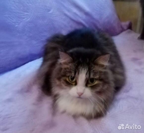 Кошечка Маруся