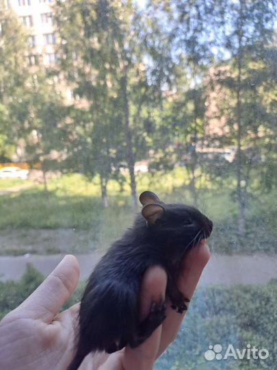 Цветные дегу