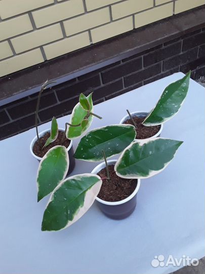 Комнатные растения цветы