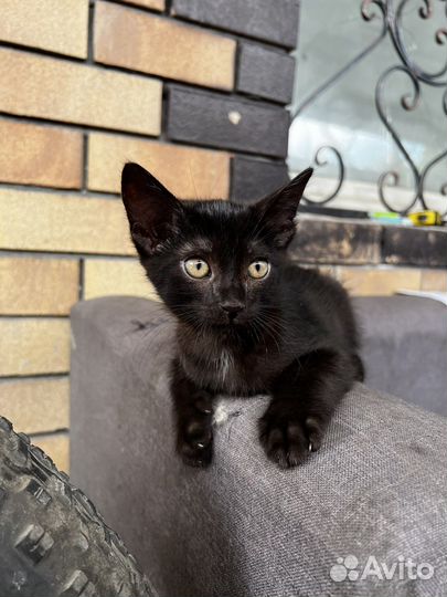 Котята бесплатно