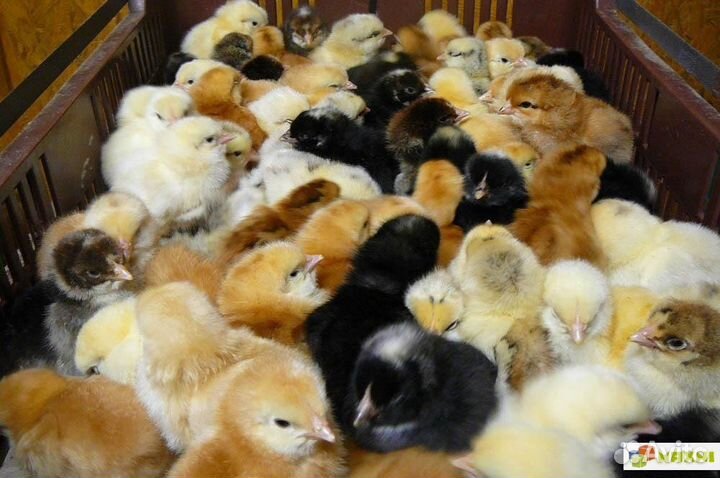 Цыплята несушки