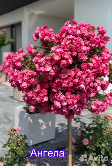 Штамбовые розы