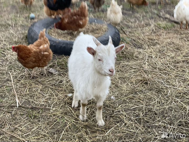 Козы дойные, козлы и козочки