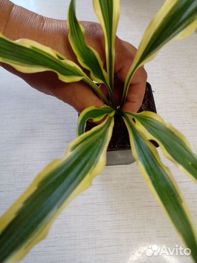 Хоста Syncopated Harmony