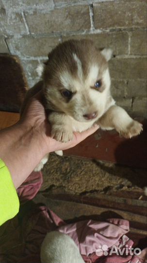 Щенки сибирской хаски