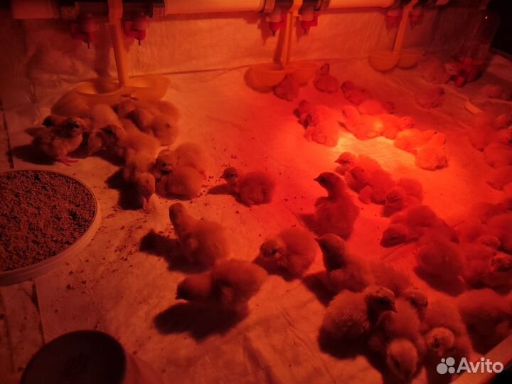 Продам перепелов-несушек техасские белые