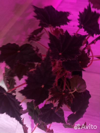 Комнатные цветы