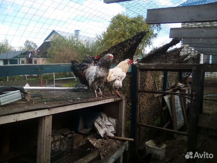 Молодые петушки