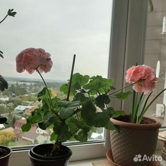 Герань пеларгония