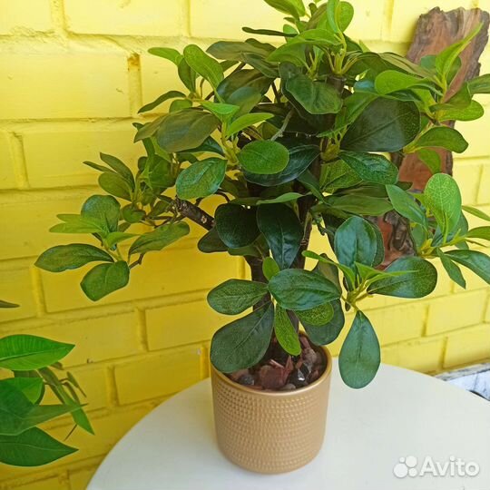 Искусственные растения, шеффлера