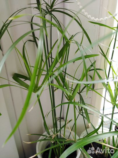 Бегония декоративно лиственная