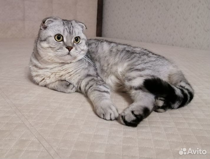 Шотландский вислоухий кот на вязку