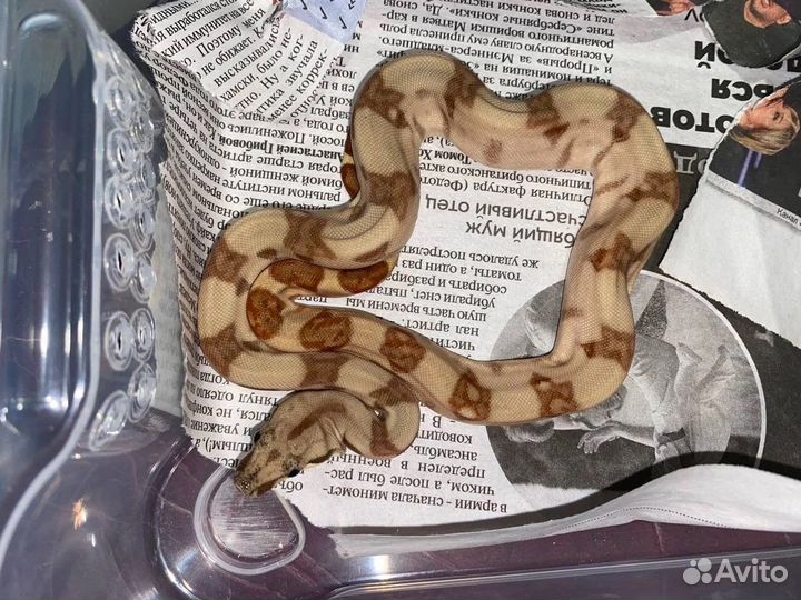 Императорский удав