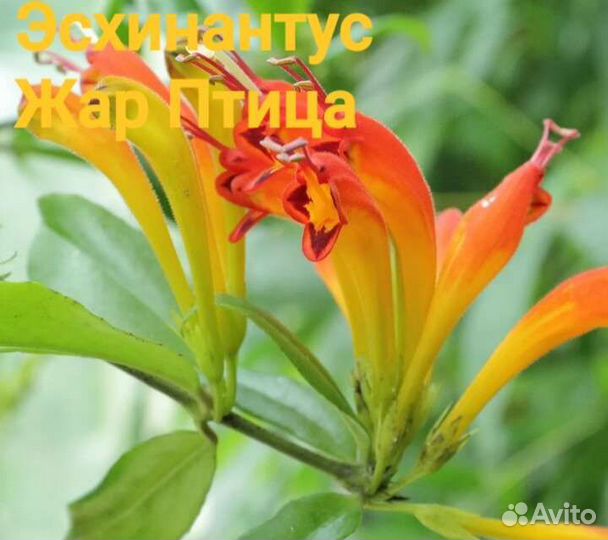 Домашние Цветы часть 1