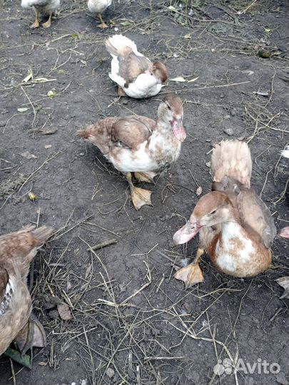 Мускусные утки и петушки