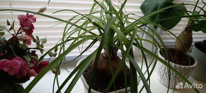 Нолина Бакарнея