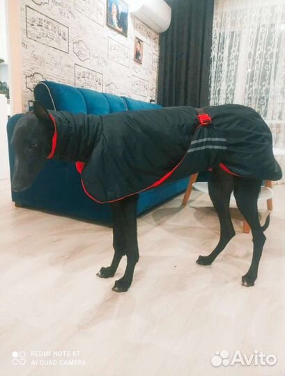 Одежда для собак