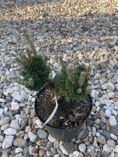 Сосна Якобсен