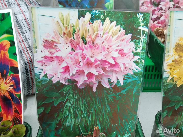 Цветы лилии луковицы