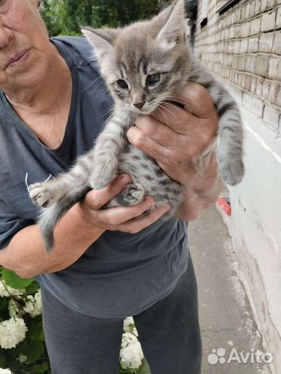 Котенок мальчик серый