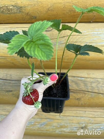 Рассада клубники