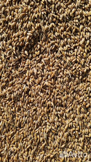 Зерно: ячмень и пщеница