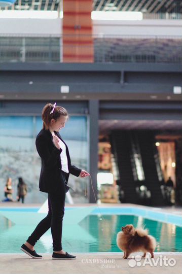 Хендлер / подготовка и показ собак на выставках