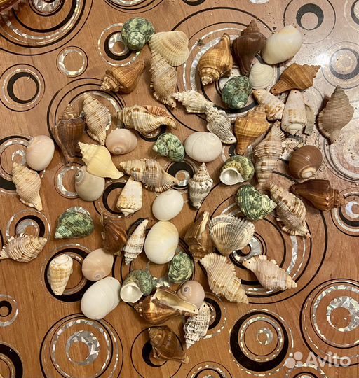 Ракушки морские для поделок и статуэтка сувенир