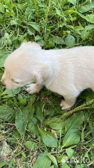 Маленькая собака