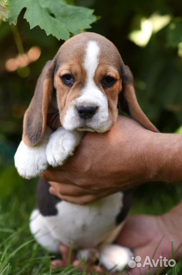 Щенки бигль