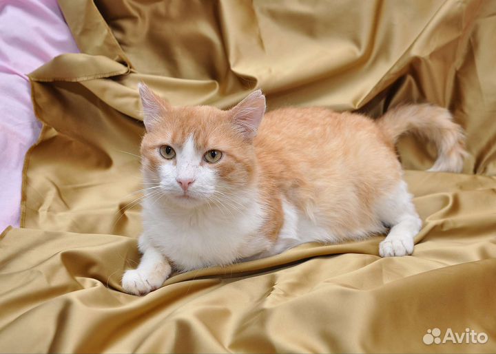 Гарфилду нужна семья