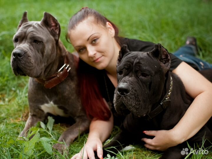 Питомник кане корсо Волгоградская область