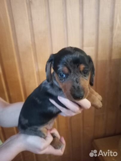 Собаки таксы