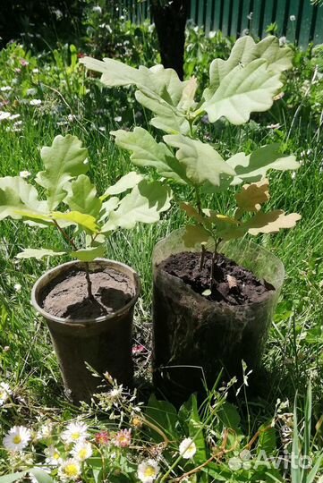 Саженцы декоративных кустарников