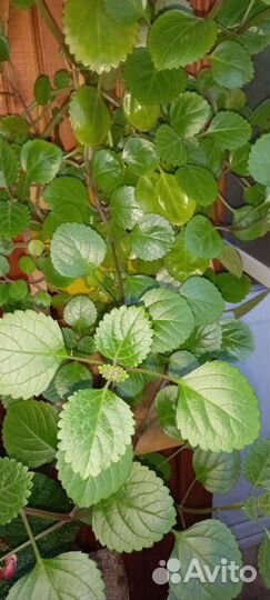 Комнатные цветы