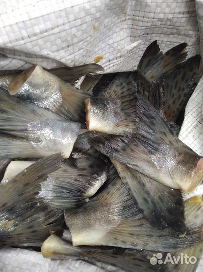Рыба на корм животным и птицы