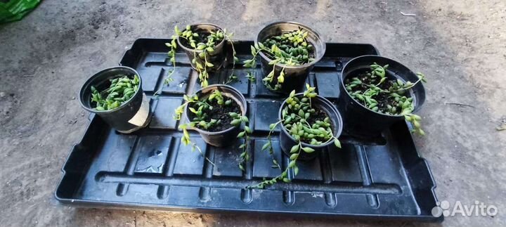 Крестовник укореняющийся