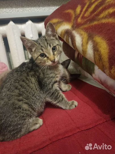 Кошки в добрые руки