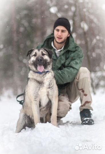 Метис кавказской овчарки