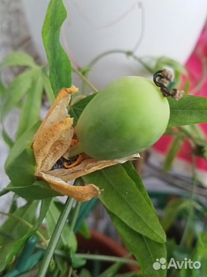 Пассифлора голубая маракуйя