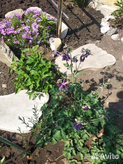 Рассада виктории в стакане