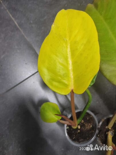 Филодендрон Пин Тонг