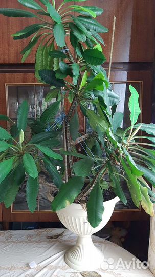 Молочай беложильчатый